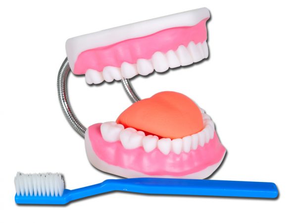 Modello igiene dentale linea "value" - 40199 - 1