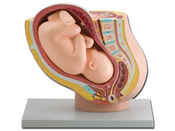 Modello pelvico + feto - 1x - 40110
