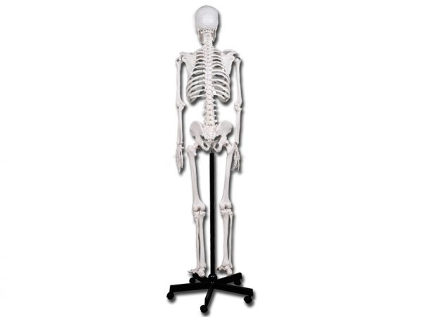 Modello scheletro umano linea "value" - 40119