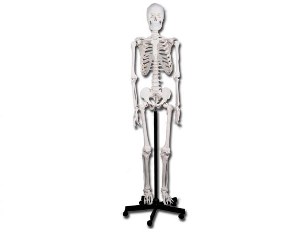 Modello scheletro umano linea "value" - 40119
