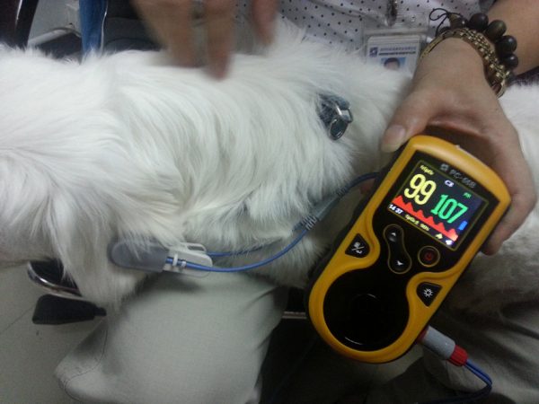 Pulsoximetro oxy-100 veterinaria - 34343 - 1