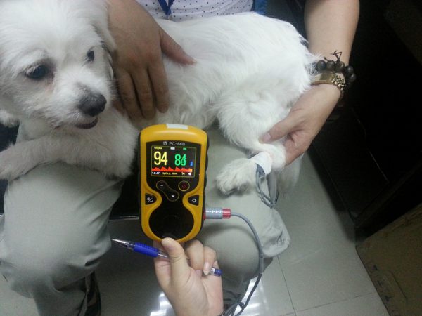 Pulsoximetro oxy-100 veterinaria - 34343 - 2