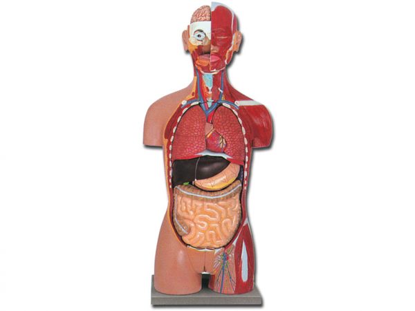 Torso muscolare dual sex aperto dietro - 28 parti - 40009